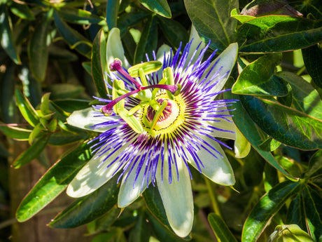 Tutte le proprietà della passiflora